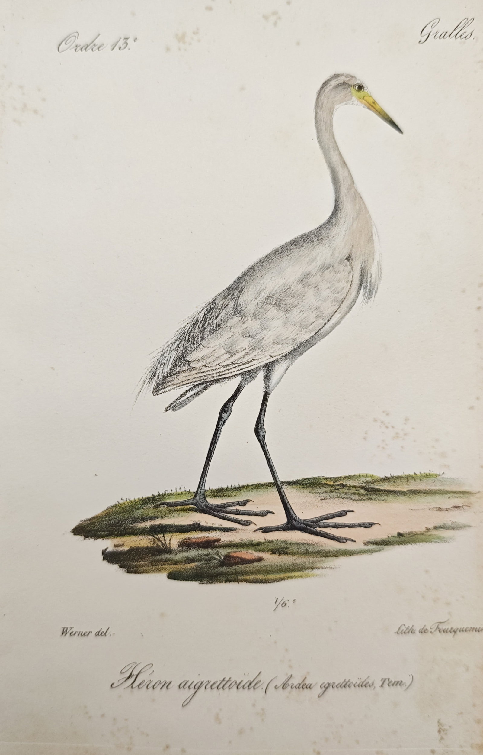 Jean-Charles Werner – Ornithological Study of the Western Reef Egret – Lithograph: "Little Egret" presents a delicate natural history study depicting a slender wading bird with white plumage, elongated legs, and a pointed bill standing in profile upon a small patch of marshland with
