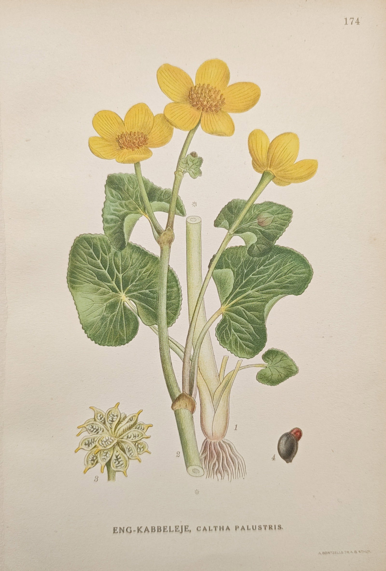 Carl Axel Magnus Lindman – Botanical Study of the Marsh Marigold – Lithograph: "Marsh Marigold" presents a vibrant botanical study illustrating the glossy kidney-shaped leaves, succulent stems, and radiant yellow blossoms of Caltha palustris alongside analytical depictions of th