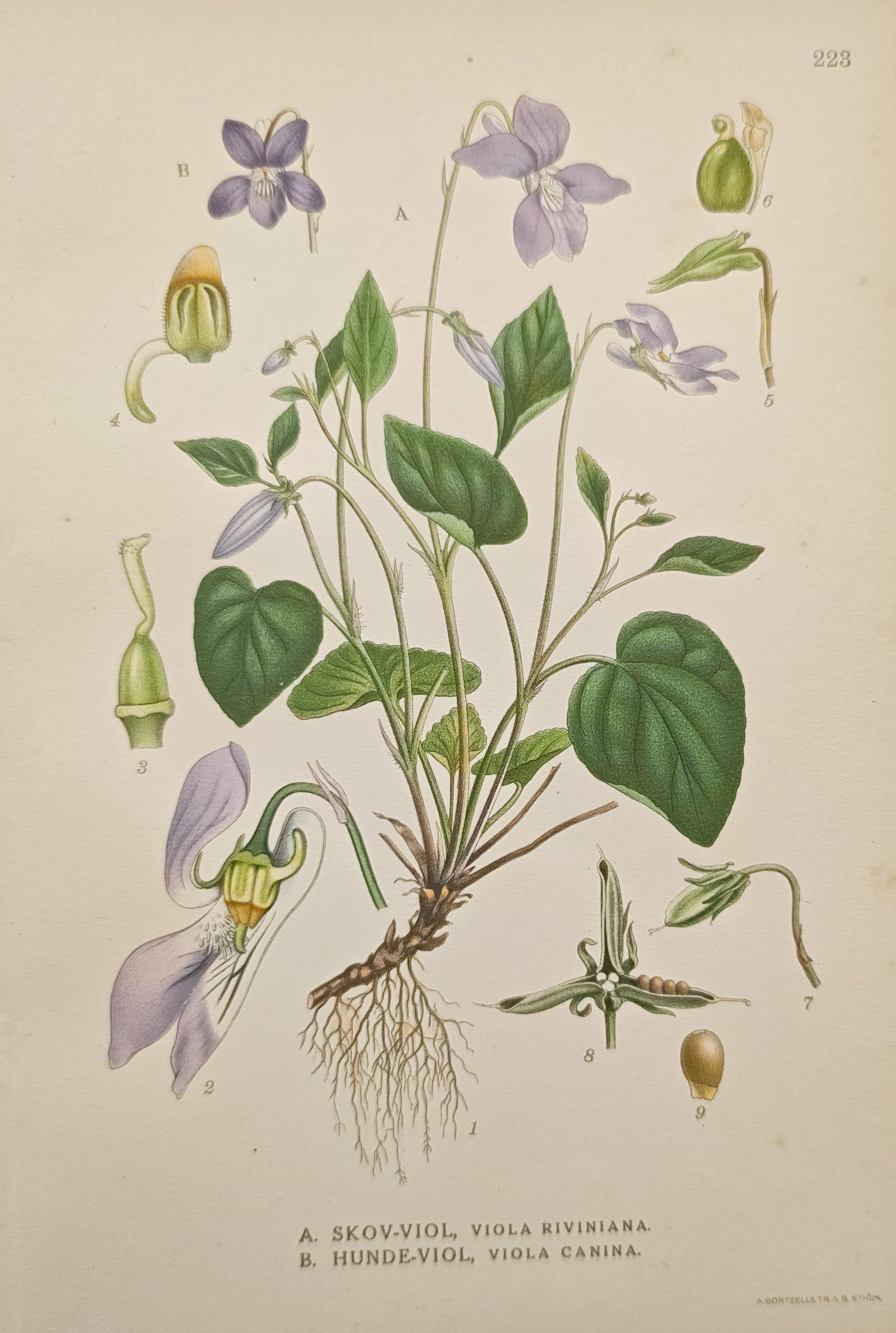Carl Axel Magnus Lindman – Botanical Study of Common Dog Violet and Heath Dog Violet (1 of 2)