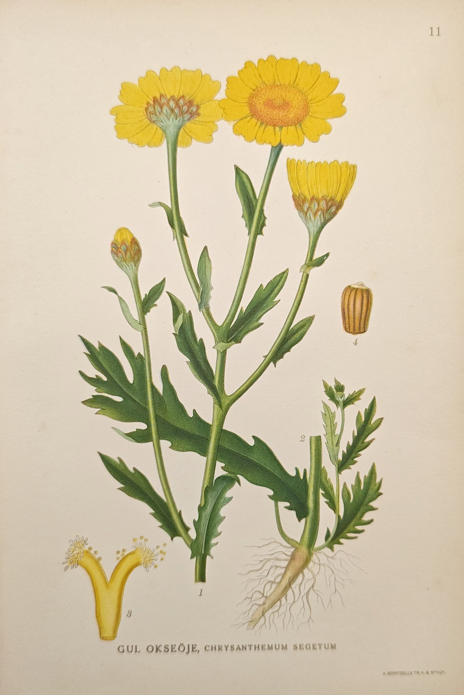 Carl Axel Magnus Lindman – Botanical Study of Corn Marigold – Lithograph (Early 20th Century): "Corn Marigold" presents a vibrant botanical study illustrating the deeply lobed foliage, upright stems, and rich golden flowerheads of Chrysanthemum segetum alongside analytical dissections of the ta