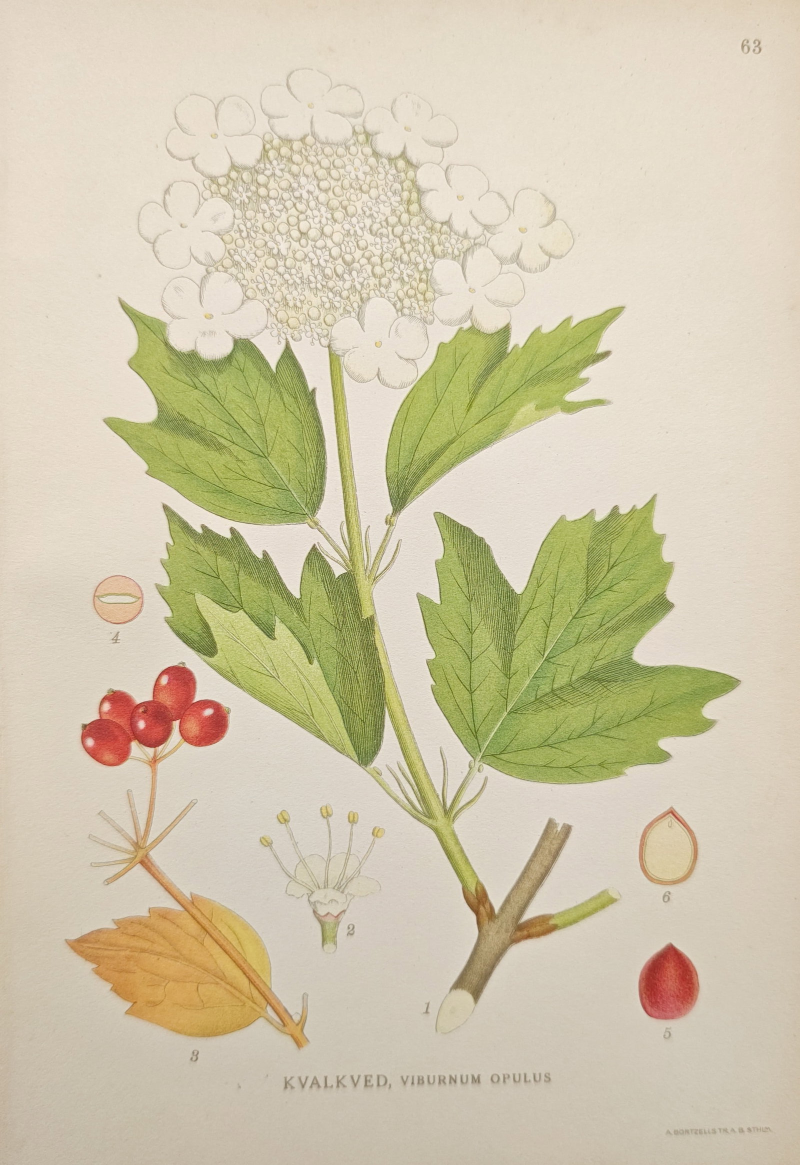 Carl Axel Magnus Lindman – Botanical Study of the Guelder Rose – Lithograph: "Guelder Rose" presents a graceful botanical study illustrating the lobed foliage, broad white umbel-like inflorescence, and glossy red autumn drupes of Viburnum opulus alongside analytical dissection