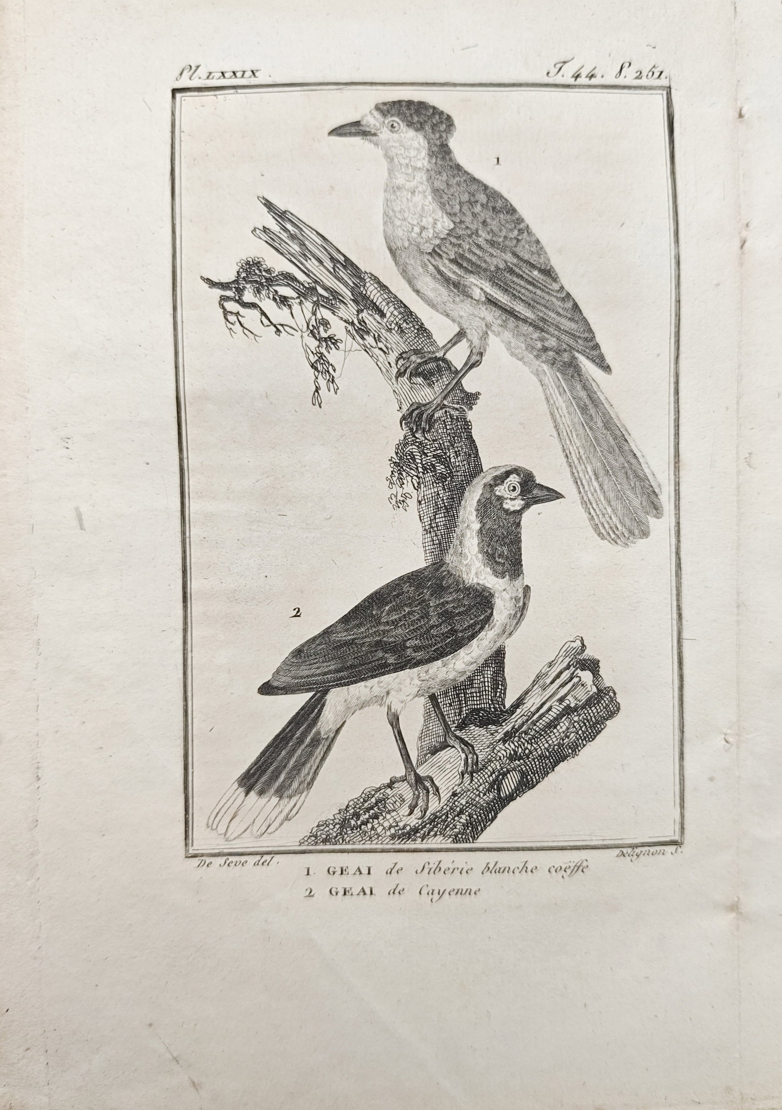 Georges-Louis Leclerc, Comte de Buffon – Ornithological Study of the White-Plumed Jay: "The White-Plumed Jay and the Cayenne Jay" presents a natural history study illustrating two corvid birds perched upon a weathered, mossy tree branch within a framed border. The plate was published in