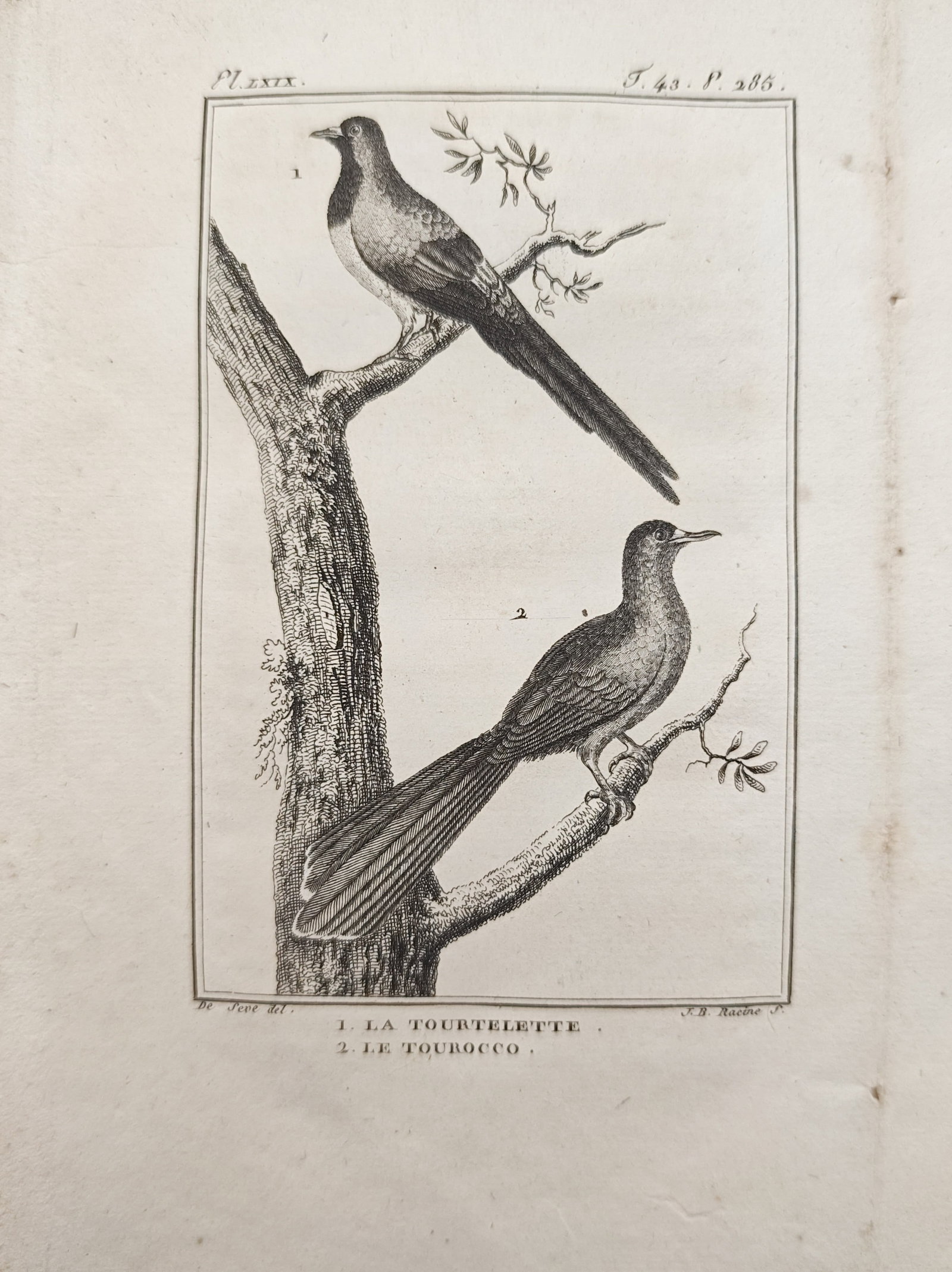 Georges-Louis Leclerc, Comte de Buffon – Ornithological Study of the Tourtelette: "The Tourtelette and the Touraco" presents a natural history study illustrating two perching birds with elongated tails resting upon the branches of a tree within a framed border. The plate was publis