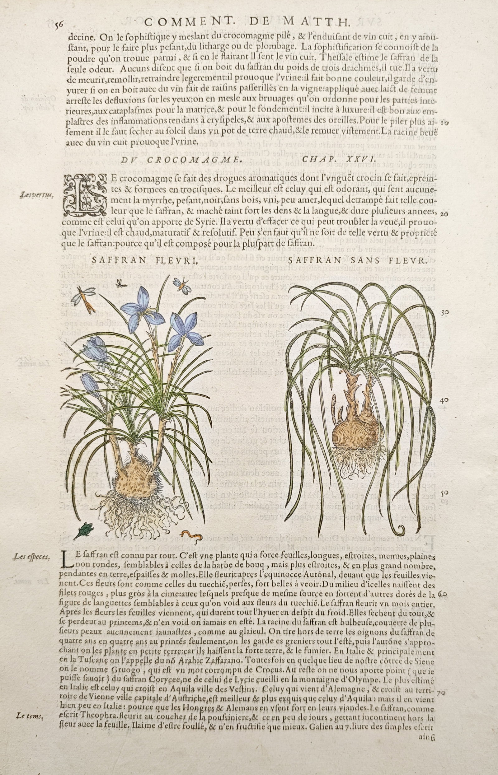 Pietro Andrea Mattioli – Spring Crocus and Saffron Crocus – Woodcut (16th Century): "Spring Saffron and Saffron Without Flower" presents a botanical herbal study featuring two variations of crocus plants displaying their bulbous root systems, linear foliage, and delicate blue blossom