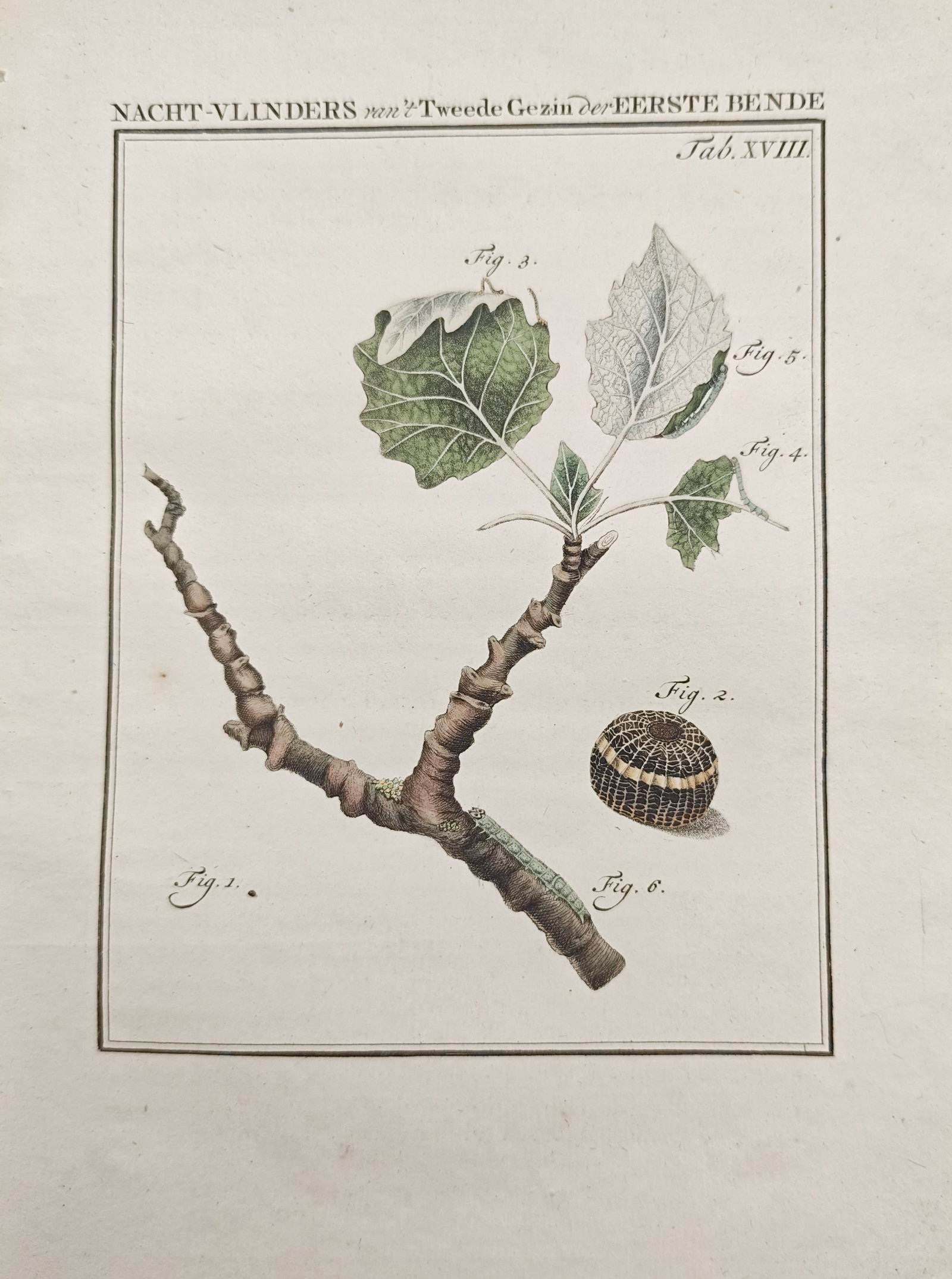 Jan Christiaan Sepp – Entomological Study of Moth Larva and Host Branch – Engraving: "Nocturnal Moths on Foliage Branch" presents a natural history study illustrating a leafy branch alongside a caterpillar and cocoon rendered with fine hand-colored detailing. The engraving was produce