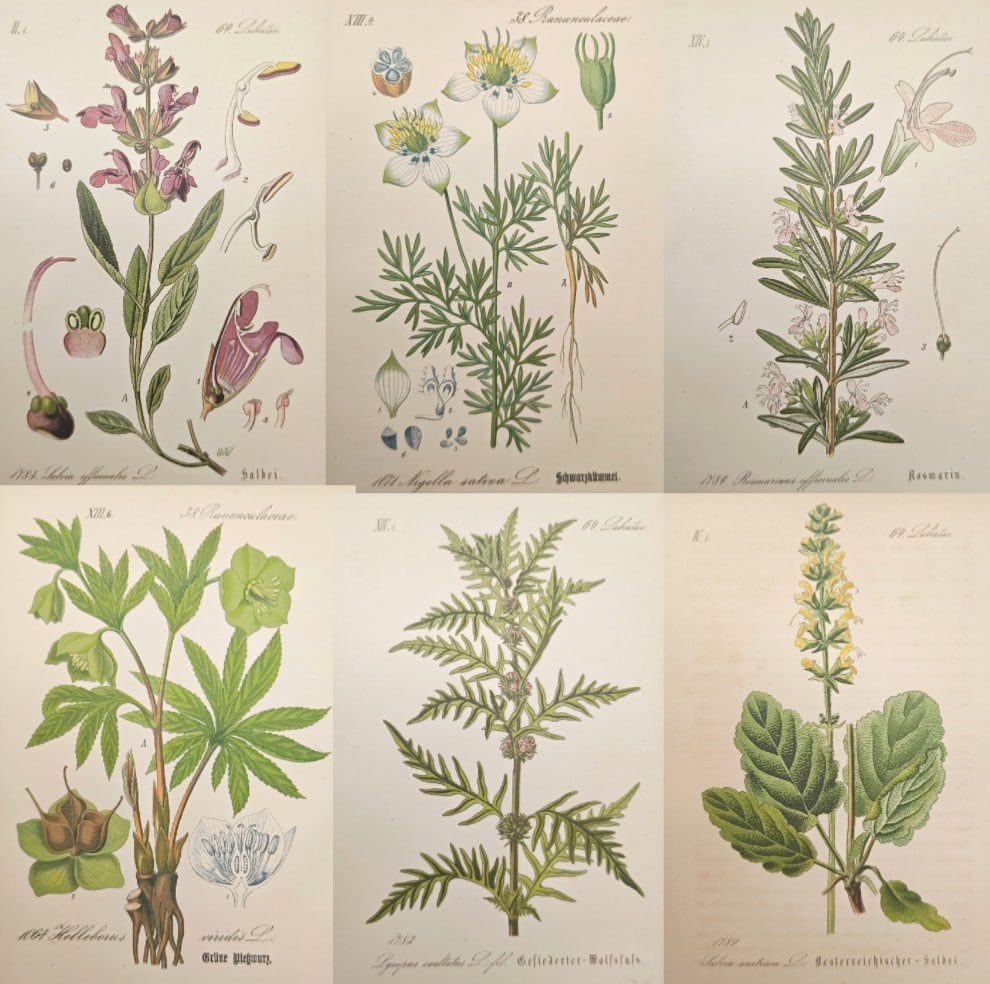 D.F.L. von Schlechtendal - Set of 6: Alpine and Highland Botanical Specimens - Lithographs (19th C.): "Figures of Central European Plants" presents six scientific renderings of hardy mountain herbs, alpine blossoms, and branching foliage. Issued as educational reference plates, the prints combine refi