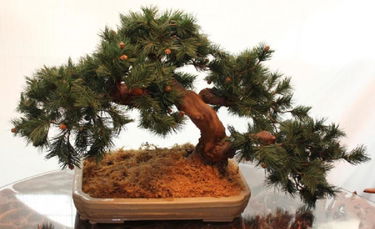 Large Artificial Bonsai Tree In A Glazed Pottery Trough Sep 16 2017 Zettlemoyer Auction Company In Pa