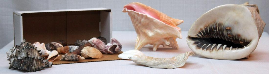 approx 20 seashells; largest 9' x 7": approx 20 seashells; largest 9' x 7"