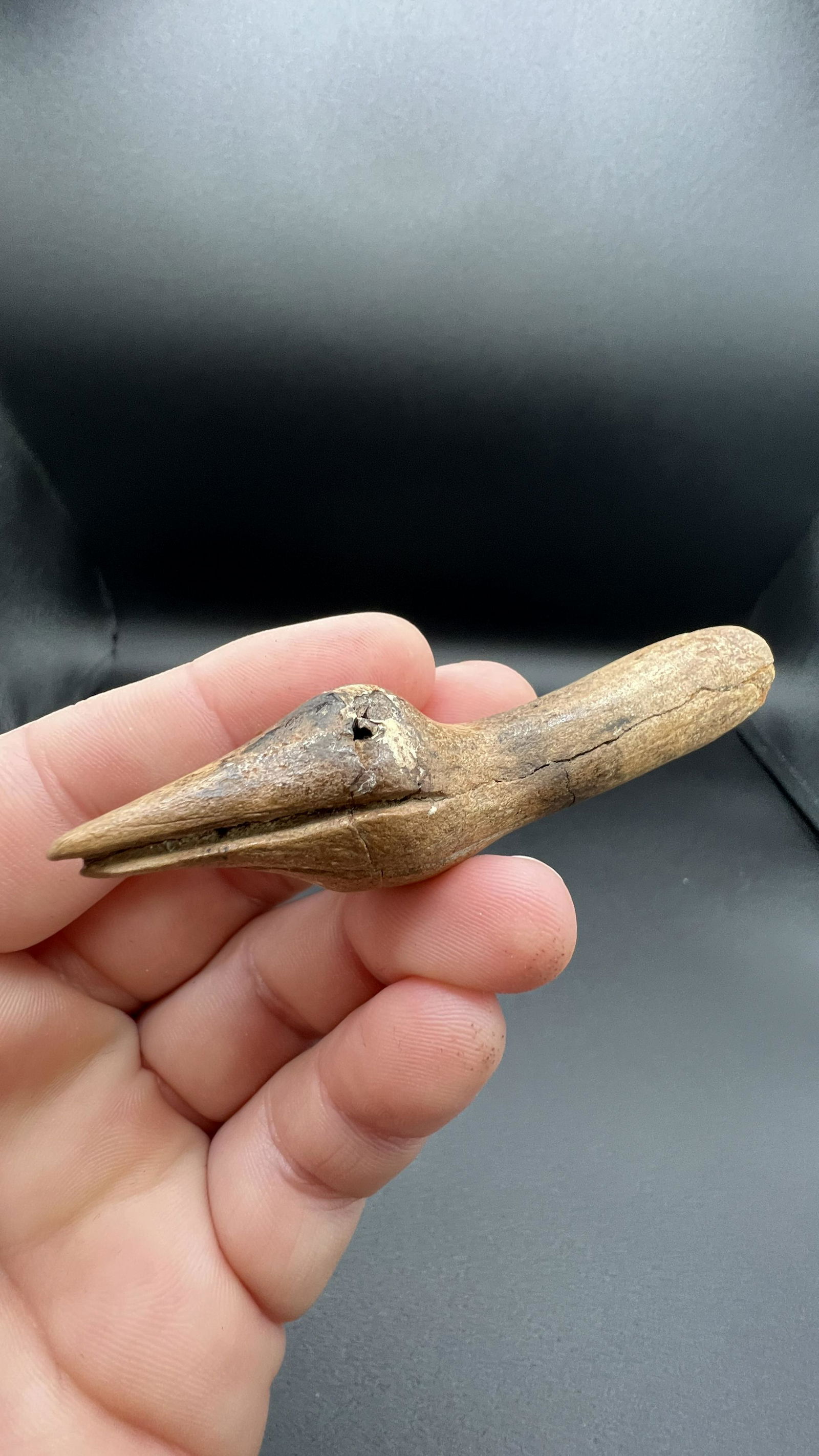 3 1/4" Rare- Engraved Antler Tine- Bird Effigy found at Crib Mound Spence County Indiana Mild: 3 1/4" Rare- Engraved Antler Tine- Bird Effigy found at Crib Mound Spence County Indiana Mild Restoration to the Top of the Head