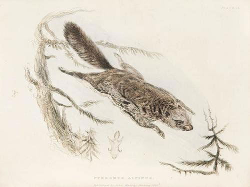 RICHARDSON, John (1787-1865). Fauna Boreali-Americ: RICHARDSON, John (1787-1865). Fauna Boreali-Americana; or the Zoology of the Northern Parts of British America.London: John Murray, 1829-1831. Parts I-II (only of 4) in 2 volumes, 4to (270 x 2