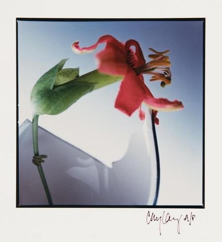 Cay Lang- Untitled, (Floral Proofs)