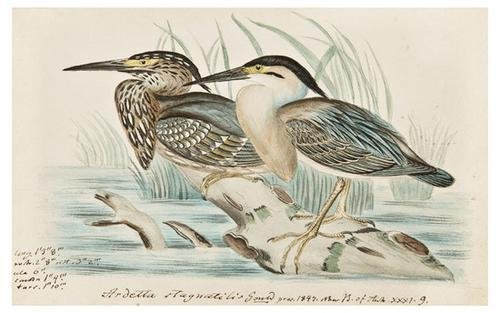 [GOULD, John]. Ardetta stagnatilis (Little Grey Bi: [GOULD, John]. Ardetta stagnatilis (Little Grey Bittern). N.p.: 1847. original watercolor heightened with gum arabic, marginal ink notations denoting measurements, name, date, edition in which