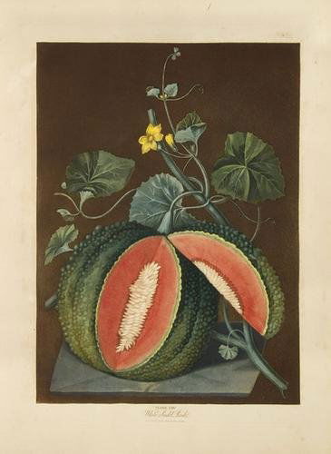BROOKSHAW, George (1751 - 1823). Pomona Britannic: BROOKSHAW, George (1751 - 1823). Pomona Britannica; or, a collection of the most esteemed fruits at present cultivated in this country.London: Printed for the author, by T. Bensley, published