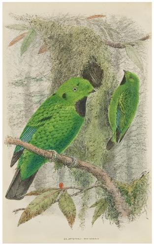 WHITEHEAD, John. Exploration of Mount Kina Balu, N: WHITEHEAD, John. Exploration of Mount Kina Balu, North Borneo.London: Gurney and Jackson, 1893. Tall 4to (372 x 255 mm). 32 lithographed or tinted lithographed plates (including 11 hand-colore