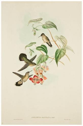 GOULD, John A group of five Humming Bird and one F: GOULD, John A group of five Humming Bird and one Falcon PrintA group of 6 hand-colored lithographs (550 x 375 mm). Several with corresponding text leaves. One light spotted, a few with rough e