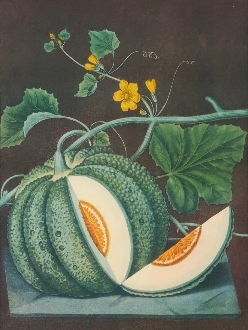 AFTER GEORGE BROOKSHAW (BRITISH, 1751-1823) WHITE CLAUDIA MELON, 1812: 70.5x70.5cm