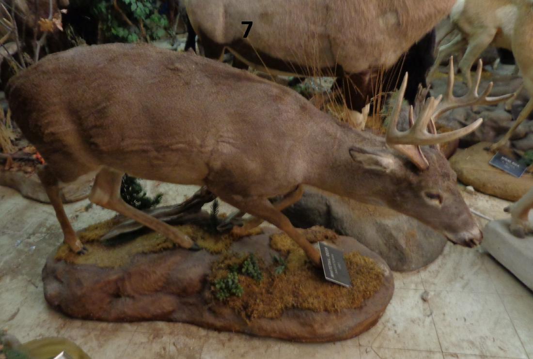 WHITE TAIL DEER, FULL MOUNT: TAKEN SASCACATEWAN 1991, 6 FT. L, 3 FT. 8 IN. H, 2 FT. W - GOOD