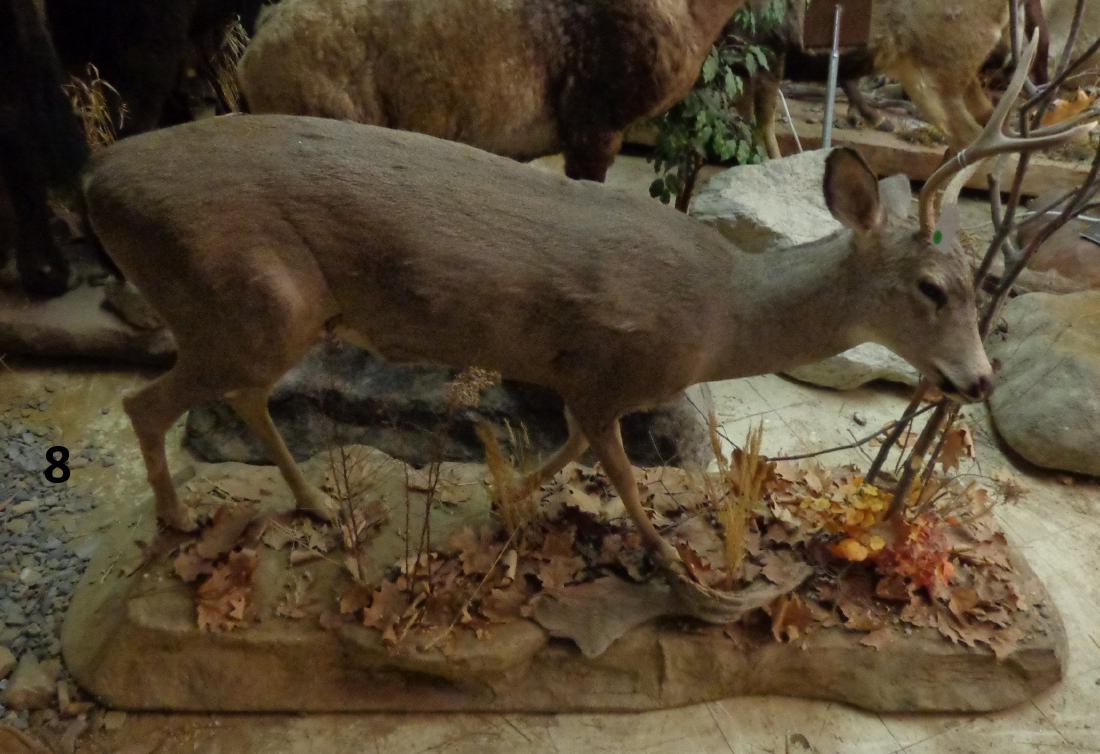 BLACK TAIL DEER, FULL MOUNT: TAKEN OREGON 2000, 6 FT. 10 IN. L, 3 FT. 7 IN. H, 2 FT. 6 IN. W - GOOD