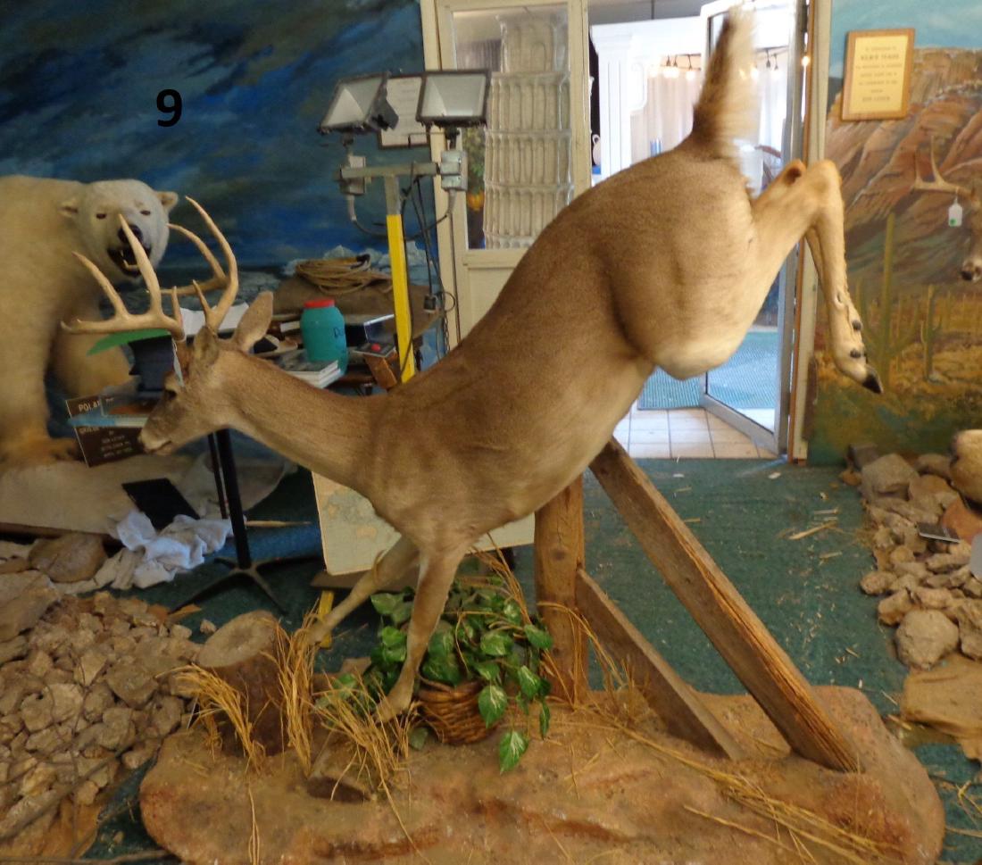 WHITE TAIL DEER, FULL MOUNT: TAKEN TEXAS 1988, 6 FT. 3 IN. L, 5 FT. 7 IN. H, 2 FT. 6 IN. W - VERY GOOD