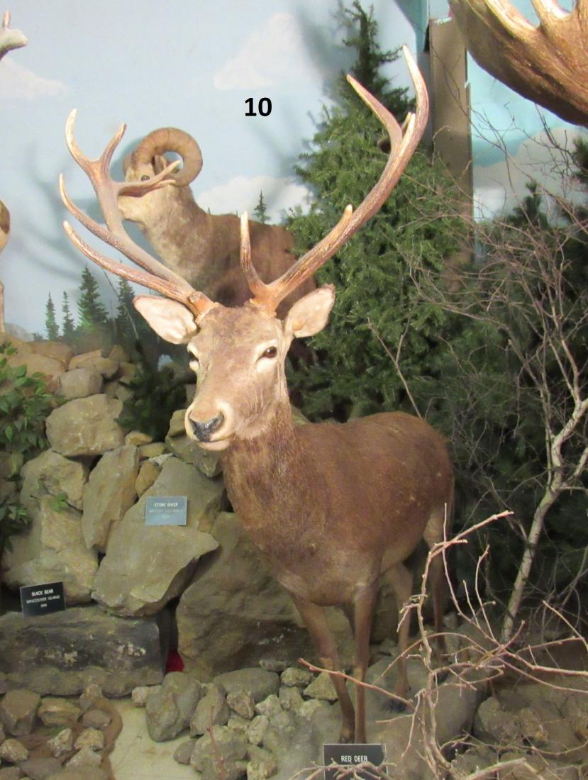RED DEER, FULL MOUNT: TAKEN SPAIN 1978, 5 FT. 3 IN L, 6 FT. 11 IN. H, 2 FT. 9 IN. W - GOOD