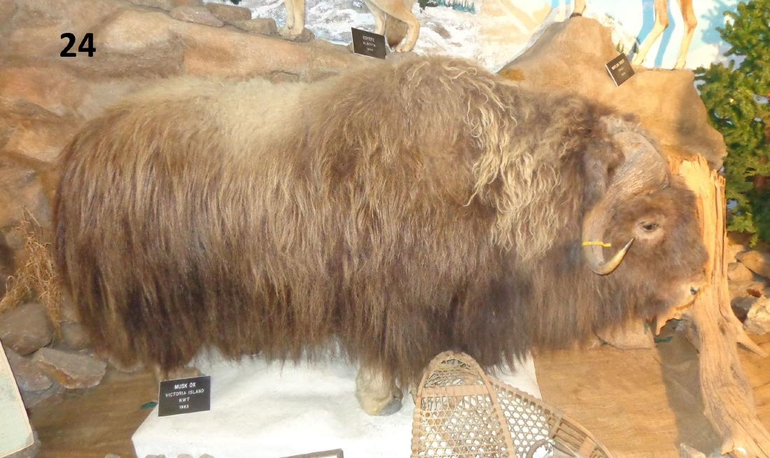 MUSK OX, FULL MOUNT: TAKEN VICTORIA ISLAND NORTHWEST TERRITORY 1983, 6 FT. 10 IN L, 4 FT. 4 IN. H, 3 FT. 6 IN. W - GOOD