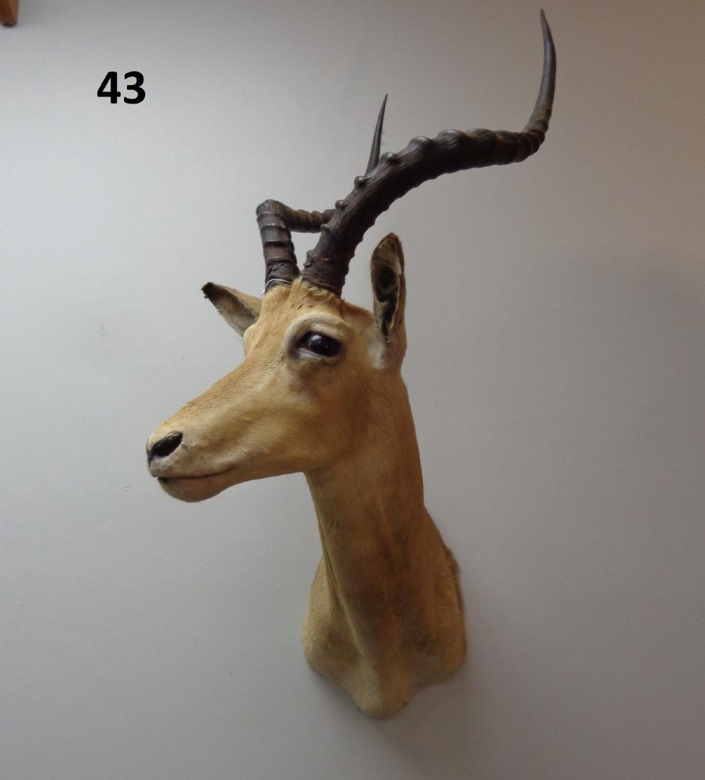 IMPALA, SHOULDER MOUNT,: SLIGHT EAR WEAR - FAIR