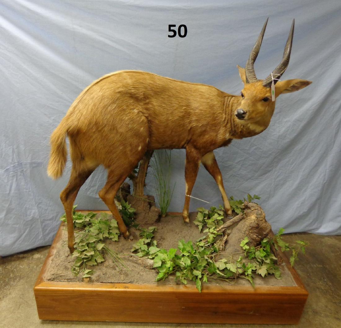 BUSHBUCK, FULL MOUNT,: STANDING ON PLATFORM, 56 IN. H, 48 IN. L, 24 IN. W - GOOD