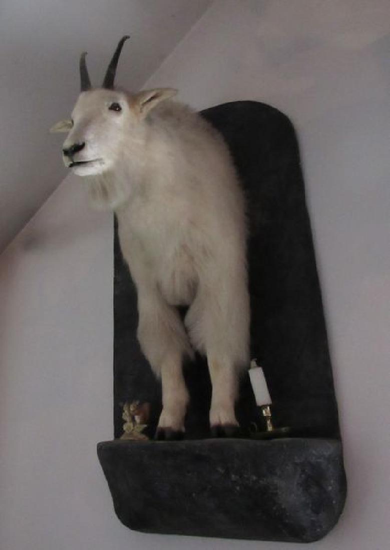 MOUNTAIN GOAT, SHOULDER MOUNT: ON PLAQUE - VERY GOOD