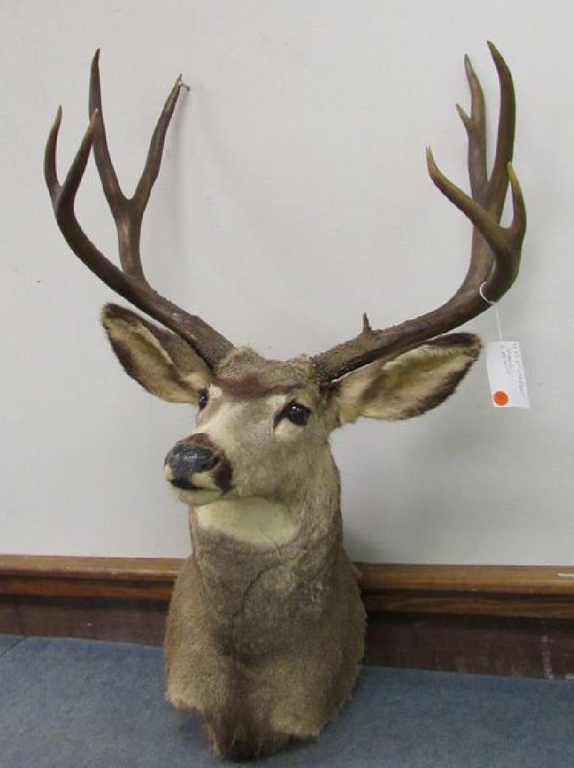 MULE DEER SHOULDER MOUNT: 4 X 5, 27 IN. H, 36 IN. L, 23 IN. W - FAIR