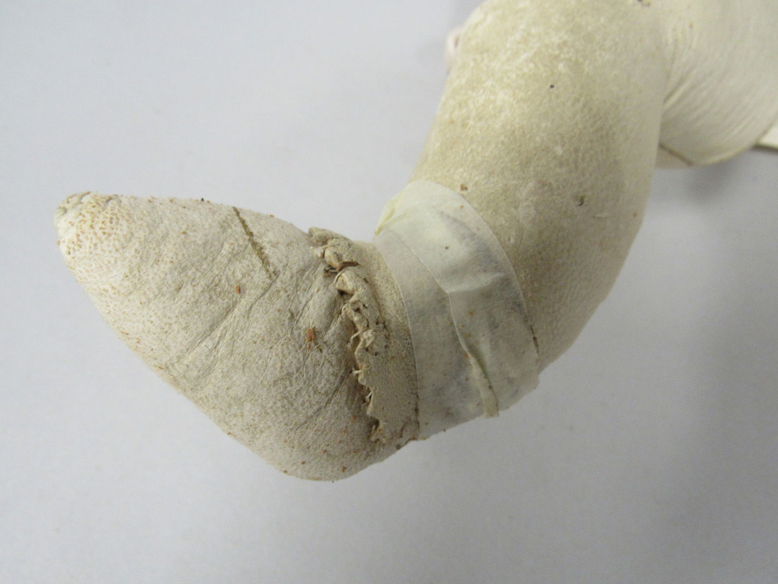 BAHR & PROSCHILD HEAD: - 9