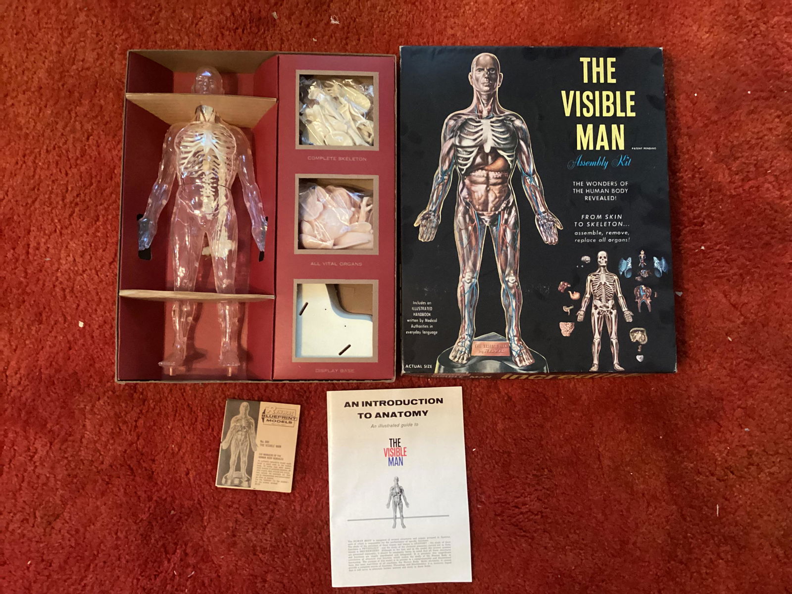 Skilcraft Visible Woman Anatomy Kit