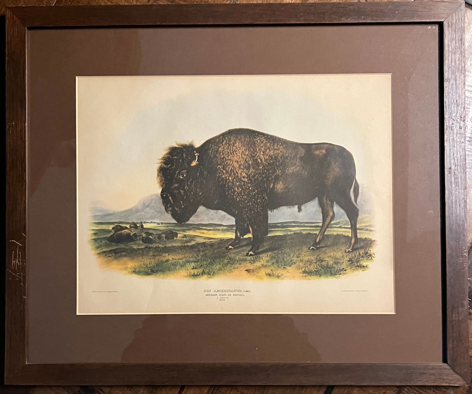 Audubon Bison Print from Audubon's The Viviparous Quadruped (1 of 3)