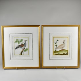 Francois Nicholas Martinet (1731-1800), Four Hand-Colored Copperplate Engravings of Birds