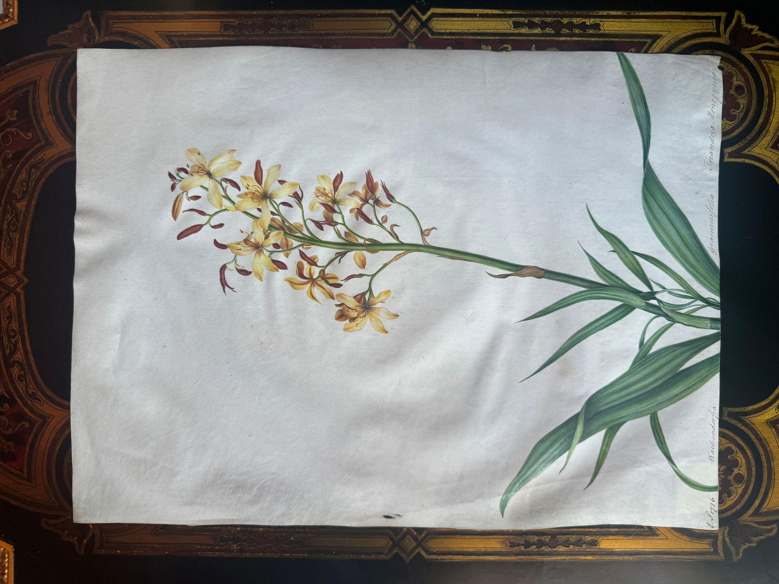 Fine Old Master Botanical painting 18th century (1 of 4)