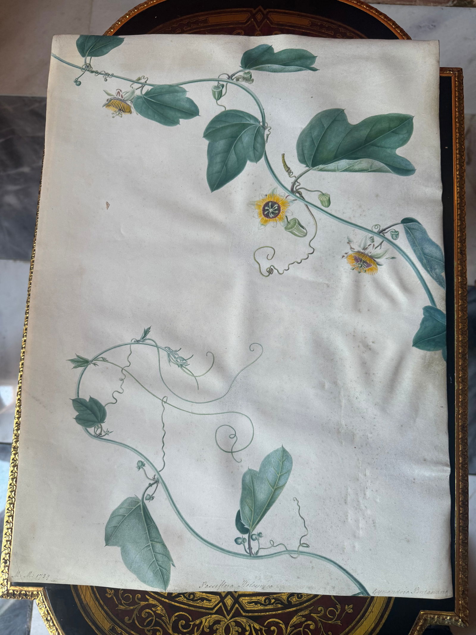 Fine Old Master botanical painting 18th century (1 of 3)