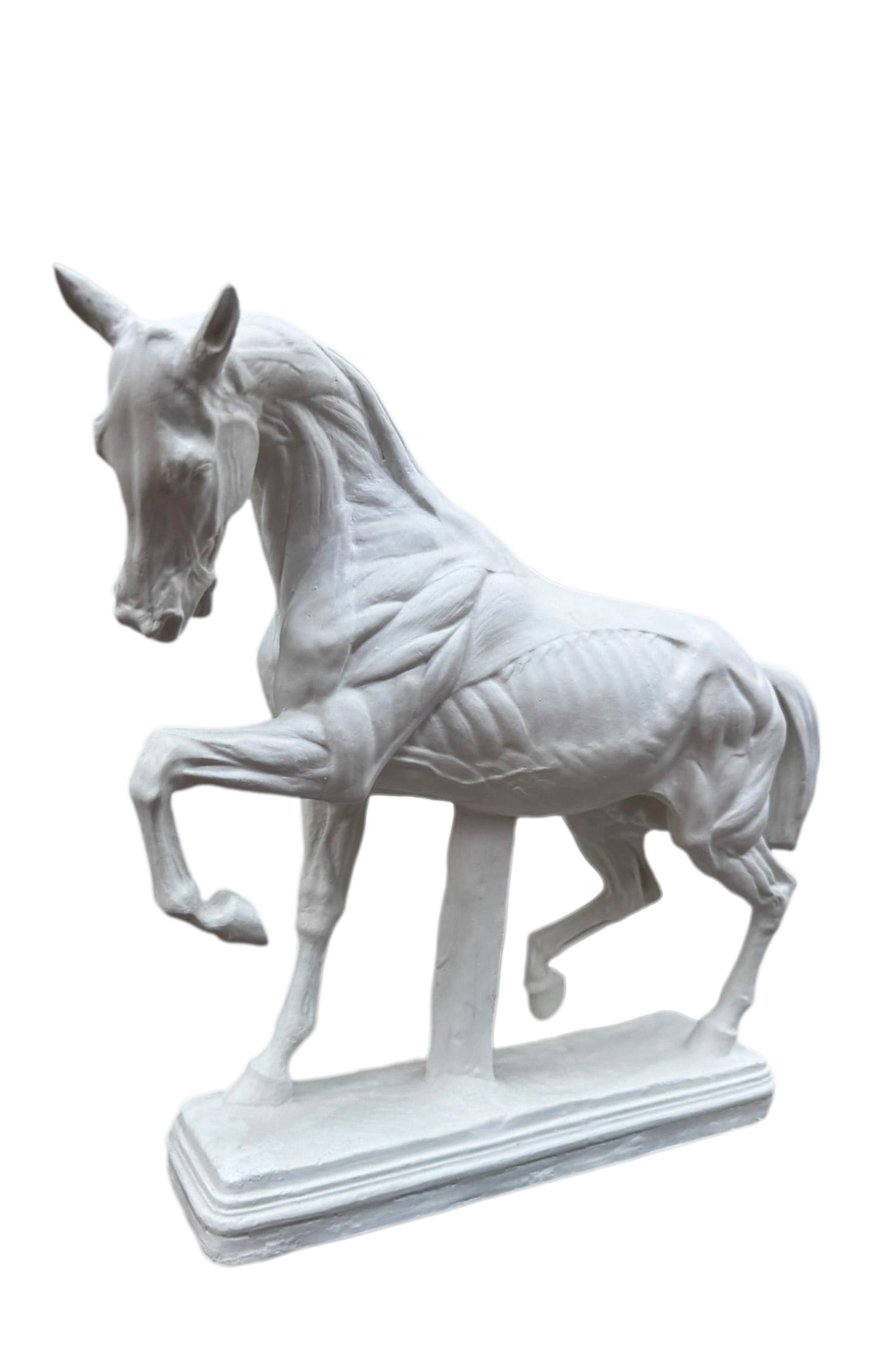 ANTIQUE ANATOMICAL MODEL OF A HORSE, (1 of 1)