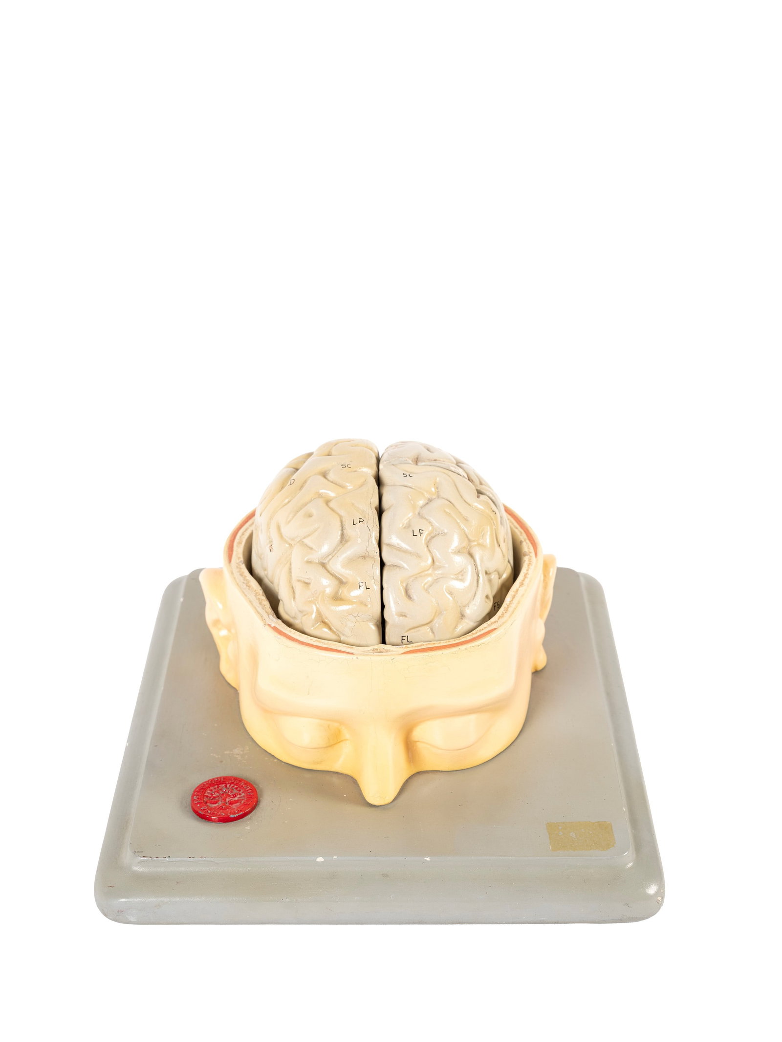 ANATOMICAL MODEL,  (1 of 1)