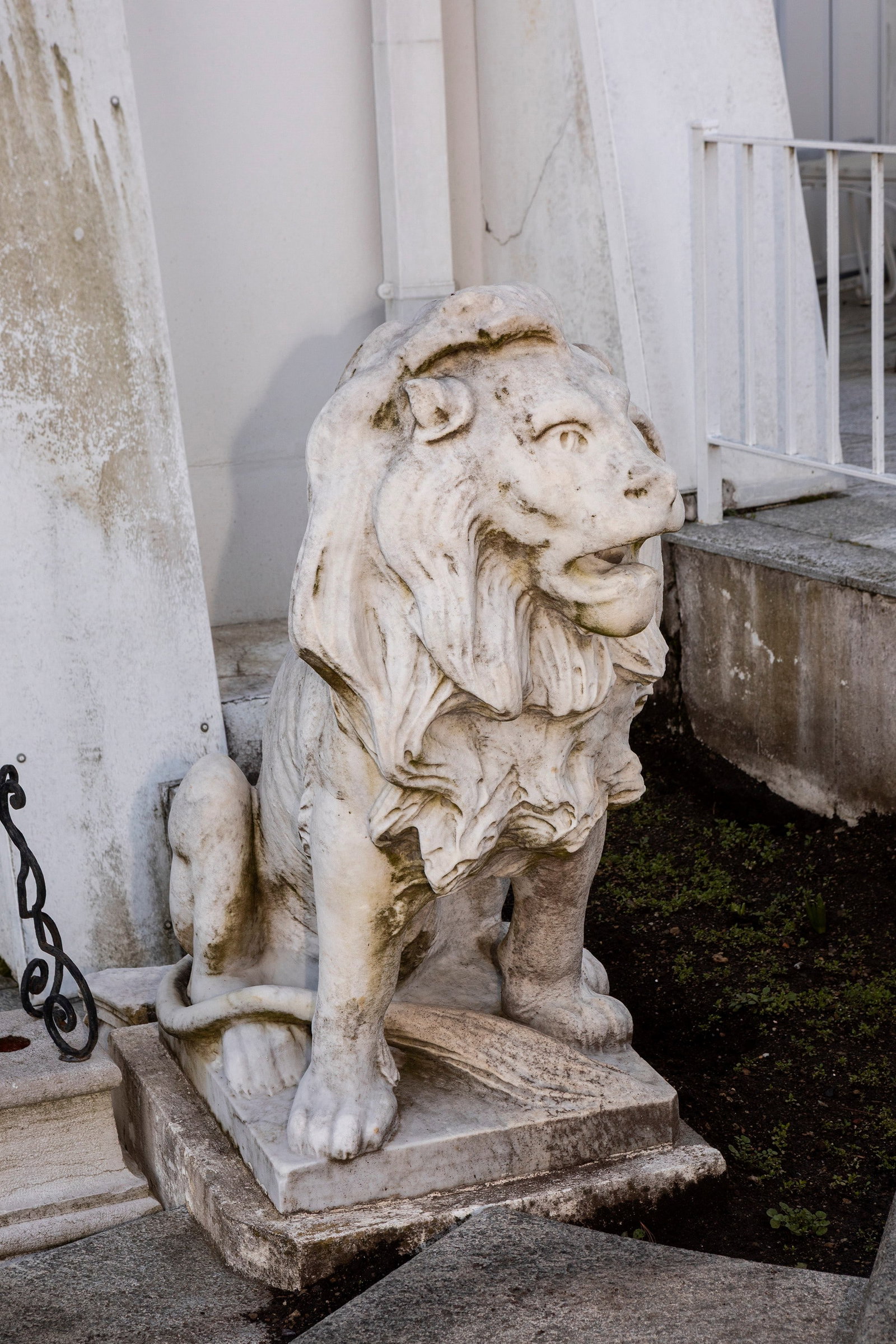 §A PAIR OF LARGE MARBLE LIONS, 19th century: h cm 94 circa They are carved in a crouching pose with a neoclassical plasticity, evident in the solemn fierceness of the expression and the powerful musculature of the forelimbs.This lot will not be 