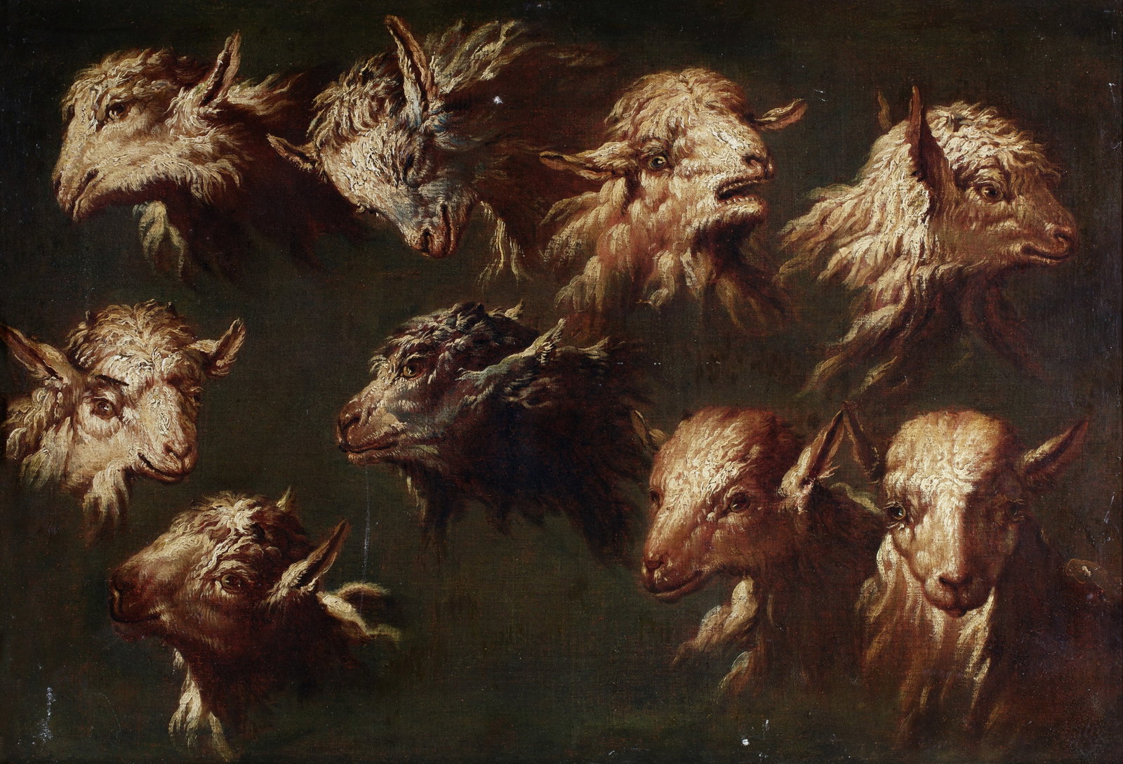 Rosa da Tivoli(1655 - 1706) STUDY OF SHEEP,: Oil on canvas h cm 49 x l cm 72 h cm 49 x l cm 72