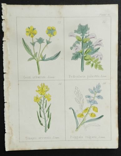 Plate 14: Medium: Antique Lithographs: Print Artist: Agnes Catlow From: Popular Field Botany, 1860 Publisher: Routledge Size: 5 x 6 1/2"
