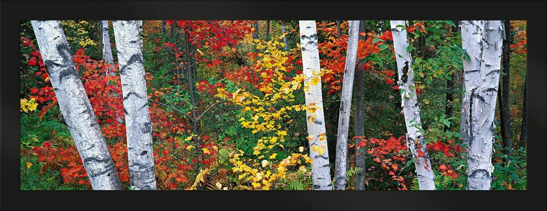 Peter Lik ( B. 1959 Australia) "Woodland Mozaic" signed (1 of 5)