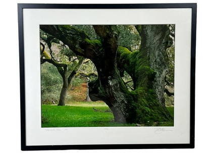 Robert Glenn Ketchum, Patriarcale Oak, Photograph: Robert Glenn Ketchum (American, b. 1947), "Patriarcale Oak," 1993, photograph titled and dated lower left, edition 12/33 at center, and signed lower right on mat. Frame dimensions: 30.5" x 25.5"