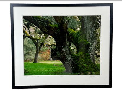 Robert Glenn Ketchum, Patriarcale Oak, Photograph: Robert Glenn Ketchum (American, b. 1947), "Patriarcale Oak," 1993, photograph titled and dated lower left, edition 12/33 at center, and signed lower right on mat. Frame dimensions: 30.5" x 25.5"