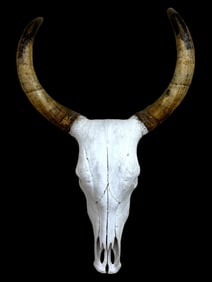 Bull Skull Taxidermy Display
