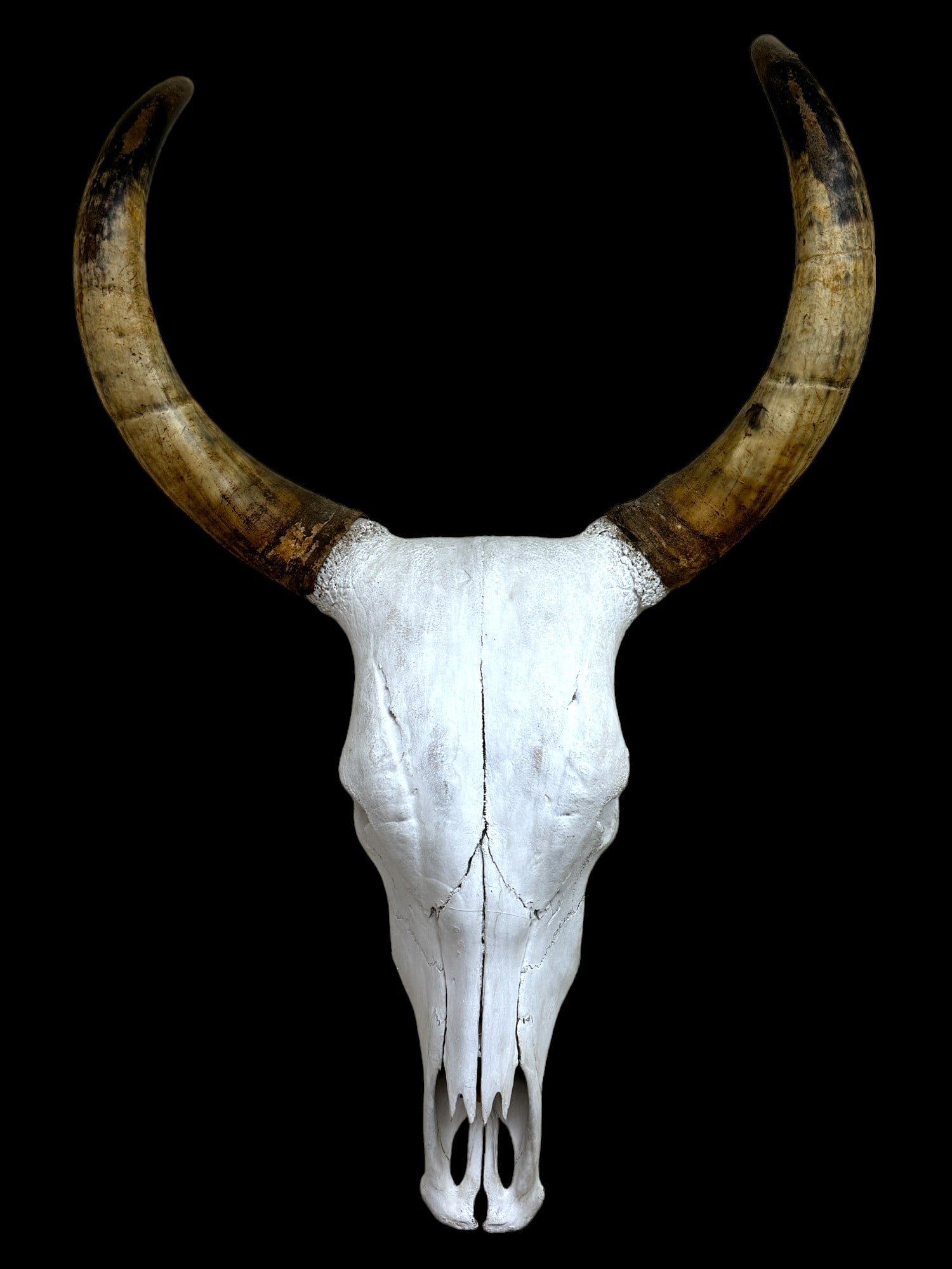 Bull Skull Taxidermy Display (1 of 3)