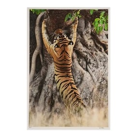 GERO HEINE "Male Tiger Scratch Marking Tree"