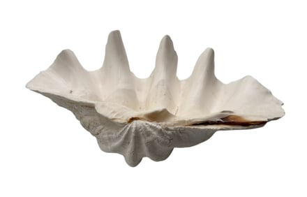 Giant South Pacific Tridacna Gigas Clam Shell 17.75"