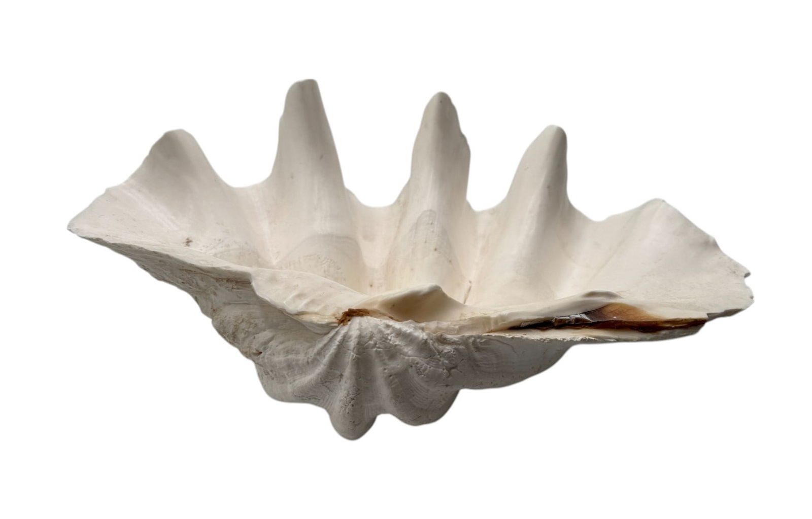 Giant South Pacific Tridacna Gigas Clam Shell 17.75" (1 of 5)