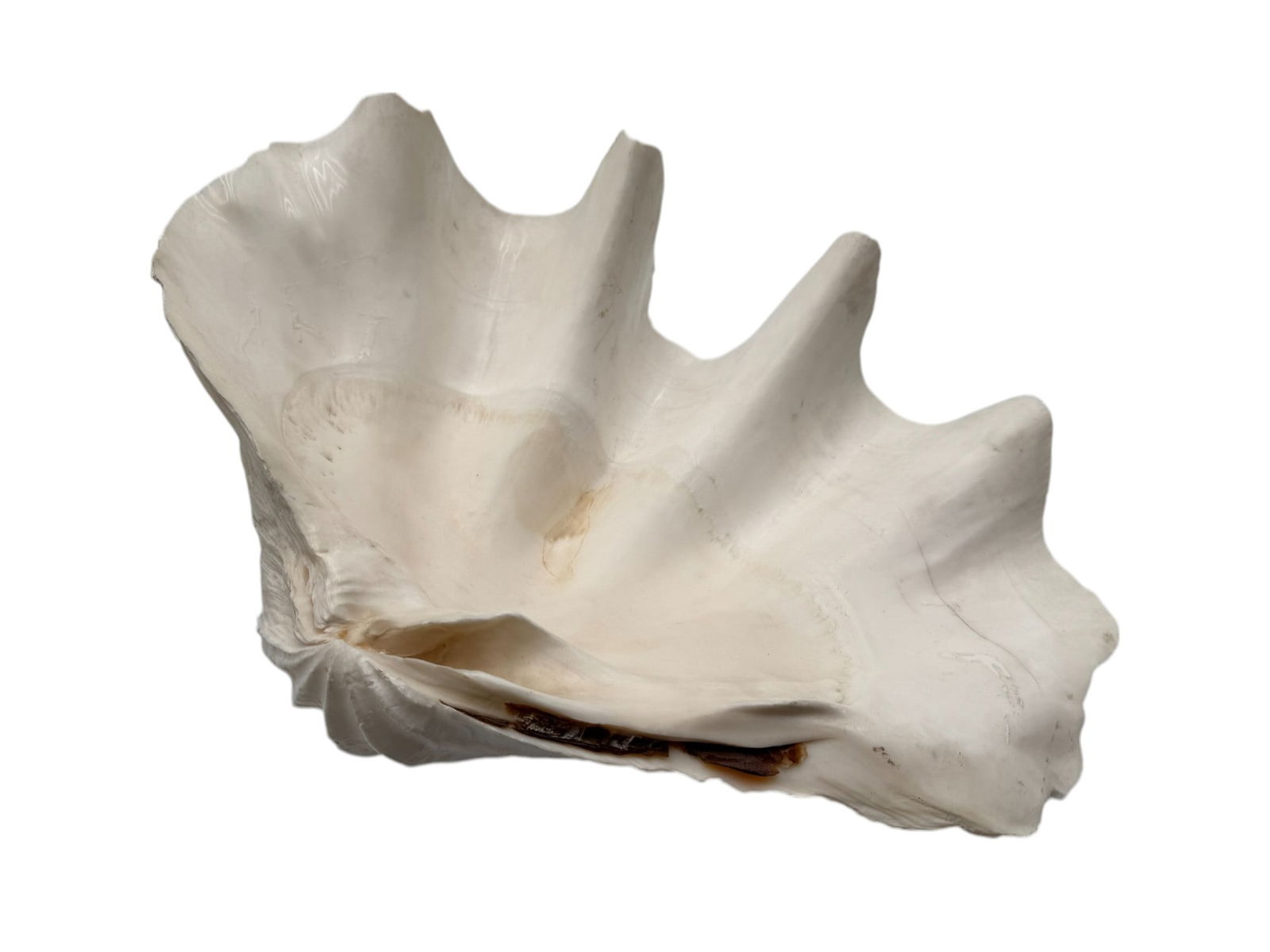 Giant South Pacific Tridacna Gigas Clam Shell 19" (1 of 3)