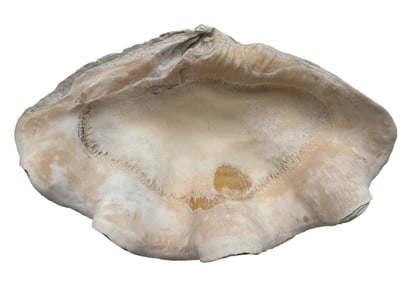 Giant South Pacific Tridacna Gigas Clam Shell 15"